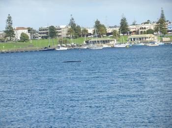 Motel Melaleuca Portland